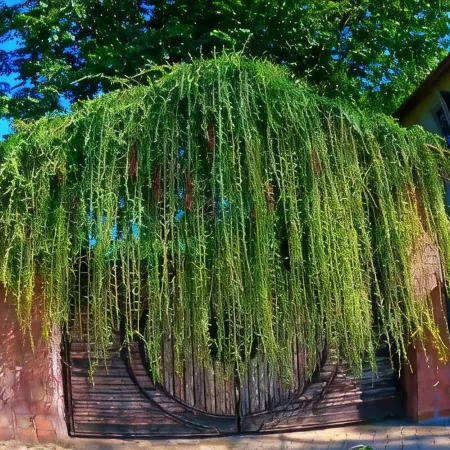 Sdd Bamboo Village Resort