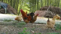 Nanjing Xiaocao Shuiyun Hotel - farm stay