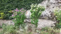 30 minutes from Guedelon and 2 hours from Paris - Apartments