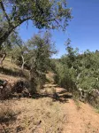 QUINTA DA CORTE - Alentejo estate in 9 hectares of countryside 10 minutes from the beach - Homestays