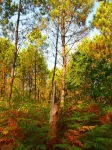 Comfort "hazelnut" A (sleeps 4) - Hytter