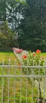 Joyful Manor - Landsted