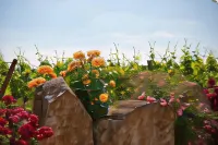 Felshof - Weingut & Gästehaus
