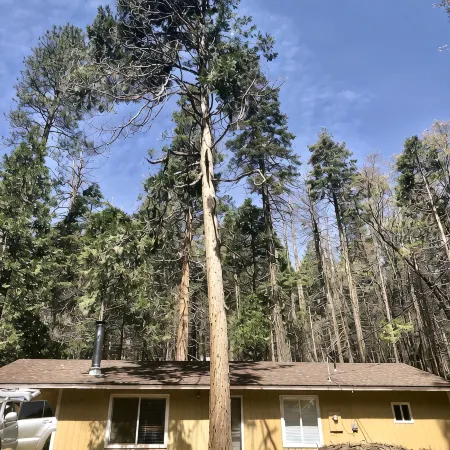 Sequoia National Forest CabinM