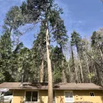 Sequoia National Forest CabinM