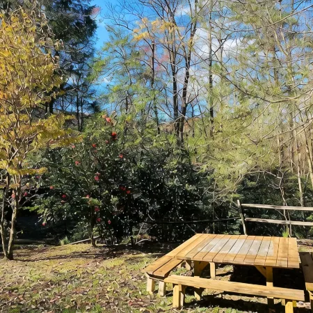 Mountain Creek Cabin VERY private 13 acres with trails, creeks. Bordering USNF!