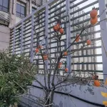 Yunting Hotel (Anqing High-Speed Railway Station Qijie) - que admiten mascotas