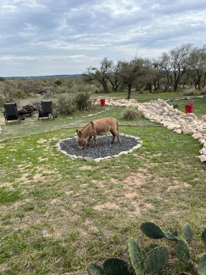 Beautiful Hill Country Charm. 88 acres with mini farm animals. - 4-Star