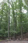 The Cabin on the Run