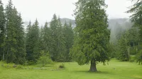 雷尼爾山公園小屋