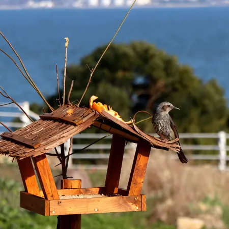 Pension Warabi No OKA