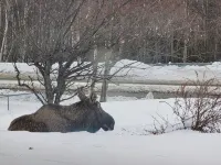 Private suite in an Owner occupied home with views of the Chugach Mountains. - Holiday bungalows