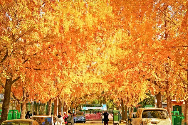 การชมดอกแปะก๊วยที่ปักกิ่ง