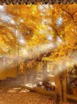 Tengchong Nansu Mancheng Yongquan Private Tangmeisu - Romantic