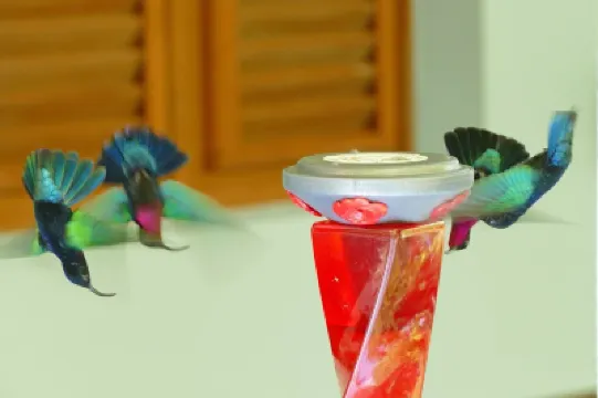 LA Maison Bleue Appt Colibri AU Milieu D'un Jardin Tropical โรงแรมใน