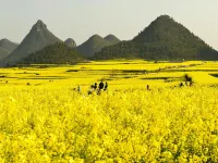 羅平花海印象客棧