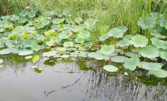 Baiyangdian Lotus Tangyuese Farmhouse