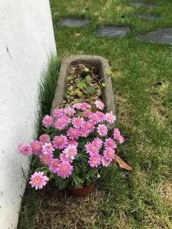 Yexu Meisu Hotel Отели рядом с достопримечательностью «The Guest-Greeting Pine»