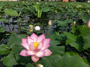 撫仙湖鼎逸客棧