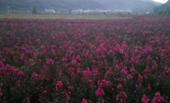 Tiantai Fengguan Homestay