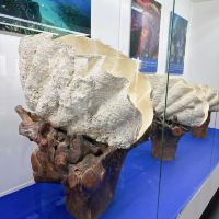 評論圖片 7