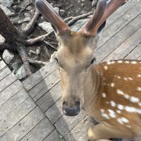 評論圖片 1