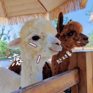 評論圖片 1