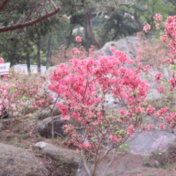 評論圖片 3