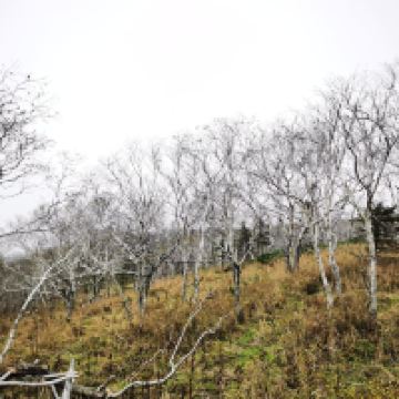 評論圖片 8