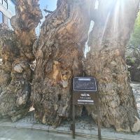 評論圖片 4