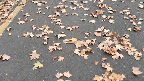 小时候有一部电影就是讲述在雨花台秘密枪决的共产党人歌词真的至