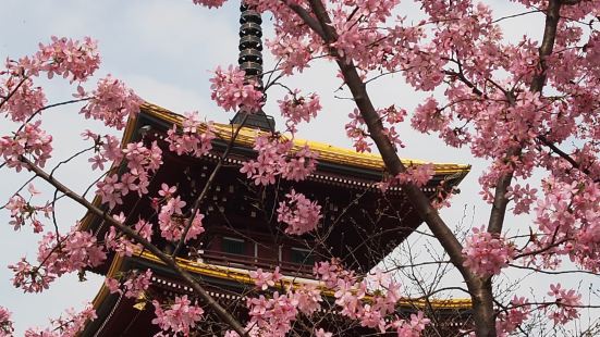 受凍雨和氣候影響今年的櫻花開的較晚，但櫻花的魅力仍然具有穿透