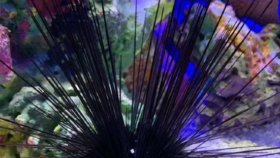 若你渴望一场与海洋精灵近距离接触的奇妙冒险，长达155米的海