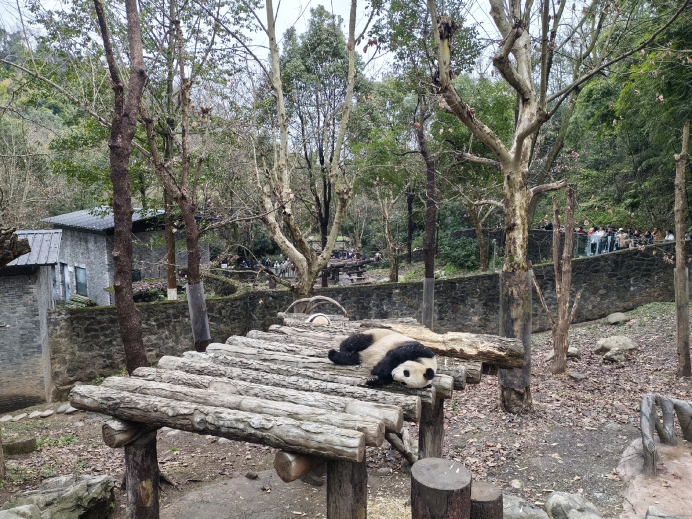 Dujiangyan Panda Base Tickets 2026: Panda Valley Tours & Prices