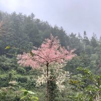 評論圖片 1