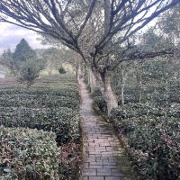 評論圖片 4