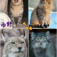 評論圖片 1