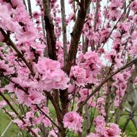 評論圖片 5