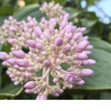 評論圖片 5