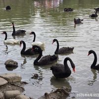 評論圖片 1