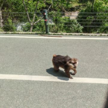 評論圖片 1
