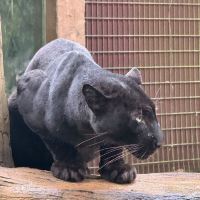 評論圖片 8