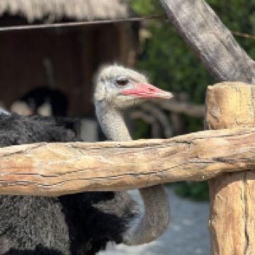 評論圖片 7