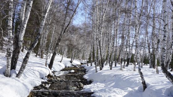 禾木非常好玩，雪特别厚，可以拍到很好看的雪景和白桦林。小木屋