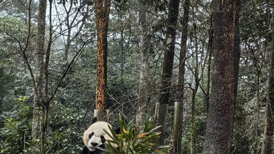 主要就是来看熊猫的，从峨眉山自驾过来，天气不好有点冷但是还是