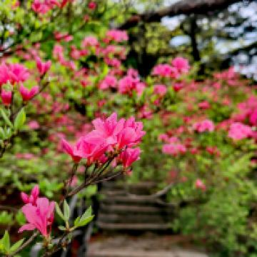 評論圖片 4