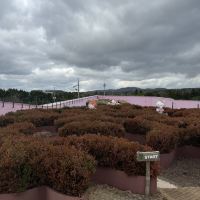 評論圖片 8