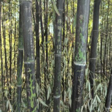 評論圖片 4