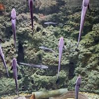 評論圖片 1