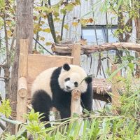 評論圖片 5